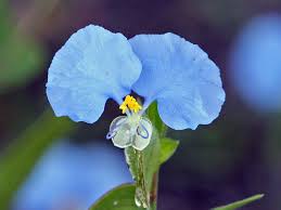 Image result for Commelina