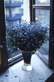 Blue And White Belles Fleurs Fleurs Bleues Fleurs