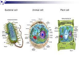 Eukaryotic cells but eukaryotic cells consist of a true nucleus enclosed by two membranes. Eukaryotic Cells Vs Prokaryotic Cells Cell Theory Cells