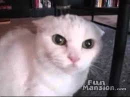 Kizgin Kedi Youtube