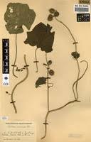 Image result for Lepistemon owariensis