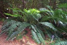 Image result for Encephalartos villosus