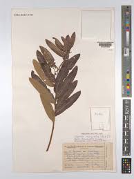 Image result for Ozoroa reticulata