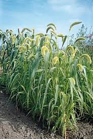 Image result for Setaria italica