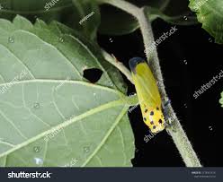 Image result for Vangueria ferruginea