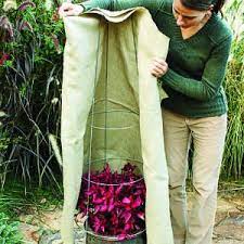 By staff writer last updated april 2, 2020 to care for potted roses in the winter, stop fertilizing and deadheading six weeks before winter, put the plants indoors, add moss to the container, tie a trash bag around the containers, and prune the roses. Last Minute Protection From Frost Protect Potted Plants Freeze Protection Growing Tomatoes