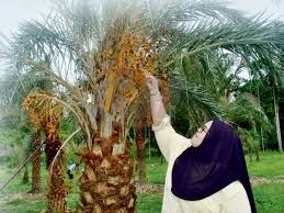 Ada 20 gudang lagu kurma malaysia pokok kurma larisdi bulan ramadan terbaru, klik salah satu untuk download lagu mudah dan cepat. Lembah Kurma Pertama Di Johor Kelapa Kurma