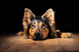 So, how long after deworming a cat are the worms gone? Deworming Your Dog The Seven Most Common Mistakes Labyes