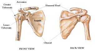 The coracohumeral, glenohumeral ligaments and the tendons of the supraspinatus and subscapularis muscles all serve to support and strengthen the joint. Shoulder Joint Ligament Injury Singapore Orthopaedic Surgeon