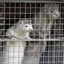 Auf 67 farmen wurde der pelztierbestand bereits getötet. Denmark Will Kill All Farmed Mink Citing Covid Infections The New York Times