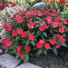 Maybe you would like to learn more about one of these? Impatiens Sunpatiens Compact Fire Red Buy Impatiens Sunpatiens Annuals Online