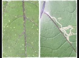 家庭菜園のナスについた虫の駆除方法 ベランダで家庭菜園をしています ガーデニング 家庭菜園 教えて Goo