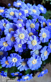 Image result for Cineraria deltoidea