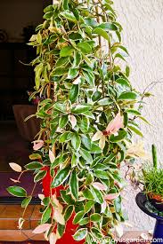 .the hoya compacta variety but which are distinguishable therefrom by a combination of the following distinctive characeristics: Hoya Houseplant Repotting When How The Mix To Use