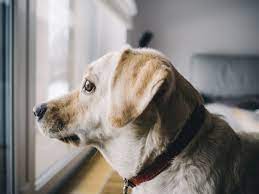 Homeward bound is in need of foster homes for our puppies and kittens. Surrender An Animal Homeward Bound Pets Humane Society