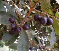 Image result for Vitex payos