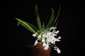 Image result for Podangis dactyloceras