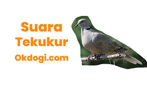 Burung ini mempunyai ciri khas suara yang pedas dan melengking oleh karena itu jika anda ingin membeli atau memelihara burung ini, wajib hukumnya mengetahui ciri fisik burung kemada jantan dan betina. Donwload Suara Kicau Tekukur Mp3 Juara Gacor Full Isian