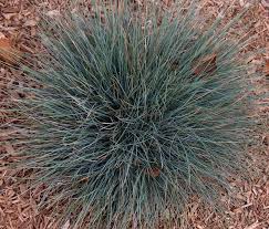 Image result for Festuca