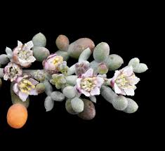 Image result for Zygophyllaceae