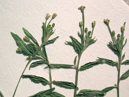 Image result for Epilobium stereophyllum