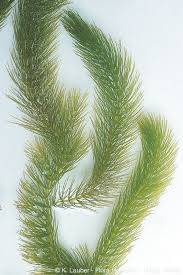 Image result for Ceratophyllum submersum