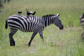 It's a tricky question for those who'd never been to any forest rather they have only attended these animals behind the bars in zoos. Why Do Zebras Have Stripes It S Not For Camouflage Live Science