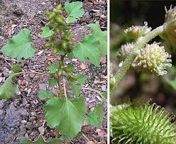 Image result for Xanthium strumarium