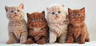 Atena, sparta, athos, asia, boston, china, pisa, sofia, venetia, viena, etc. 3000 Cele Mai Frumoase Nume De Pisici Pentru Fete È™i BÄƒieÈ›i