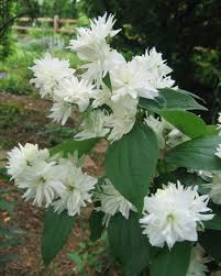 Maybe you would like to learn more about one of these? Philadelphus X Virginalis Miniature Snowflake Trees To Plant Spring Plants White Gardens
