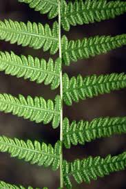 Image result for Thelypteridaceae