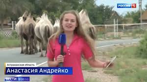 But in the reference to a human is the hiked up underwear thing on a woman that u can see that resembles a camel toe. Runaway Camels Cause Russian Mayhem Bbc News