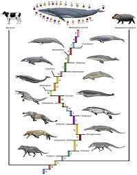 Ballenas extintas y evolución