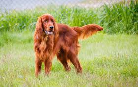 To be invoiced annually before checkup. Irish Red Setter Agila