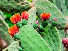 Shop with afterpay on eligible items. How To Grow Prickly Pear Cactus Lovethegarden