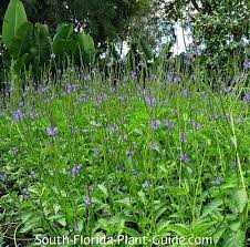 Maybe you would like to learn more about one of these? Blue Porterweed