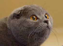 The scottish fold cat, in longhair and shorthair varieties, is named for the tightly folded appearance of the ears. Scottish Fold Female Cat Scottish Fold Scottish Fold Cute Cats