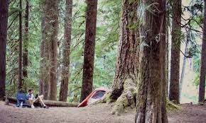 Rainier national park campgrounds, ashford, packwood, mineral lake, alder lake and rainier camping & rv parks. Q Where To Camp At Mt Rainier Northwest Tripfinder