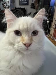 Zero & Hazzard's Cat Club