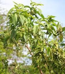 Get the scoop on common fruit tree problems—along with a few tips to make things right. Tree Disease