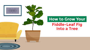 The trees can tolerate moderate salinity. How To Grow Your Fiddle Leaf Fig Into A Tree Jobe S Organics