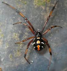 Only two varieties of north american spiders are poisonous: Is This A Northern Black Widow Latrodectus Variolus Black Widow Marvel Spider Widow Spider