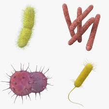 3d Model Bacteria Klebsiella Pneumoniae Mycobacterium Tuberculosis Neisseria Gonorrhoeae Pseudomonas Aeruginosa Microbe Mic 3d Model Model Bacteria