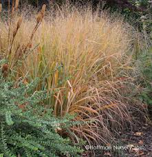 Image result for Panicum merkeri