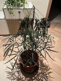 Image result for Plerandra