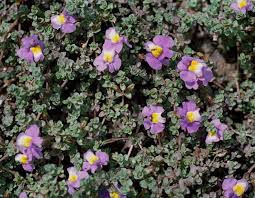 Image result for Micrargeria