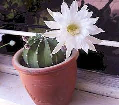 But there's at least some it's also possible that the health boost we see from plants is due to their ability to reduce stress, making it easier for your body to fight off viruses. Cactus Habitat Where Do Cacti Grow Homeland Indoor Cactus Nature 2021