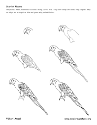 For our first written example on this series on how to draw animals mostly made from squares and triangles, let's work on an adorable gold fish. Step By Step Drawing Rainforest Animals Drawing Tutorial Easy