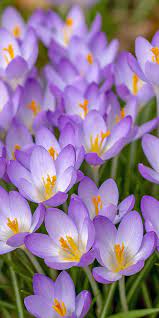 Pin On Flowers Wallpapers