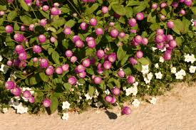 Image result for Gomphrena globosa